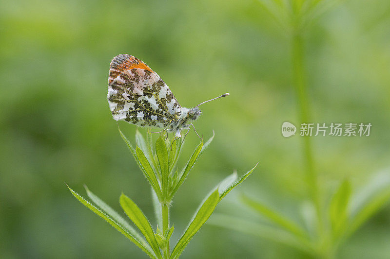 桔头蝴蝶(Anthocharis cardamines)